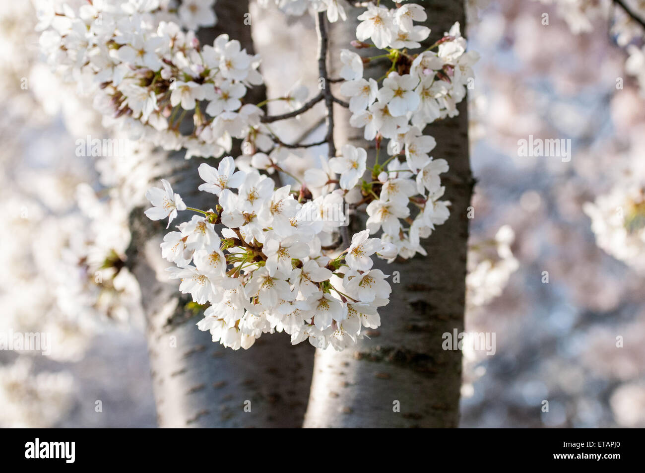 Les cerisiers en fleurs du printemps à Washington, DC Banque D'Images