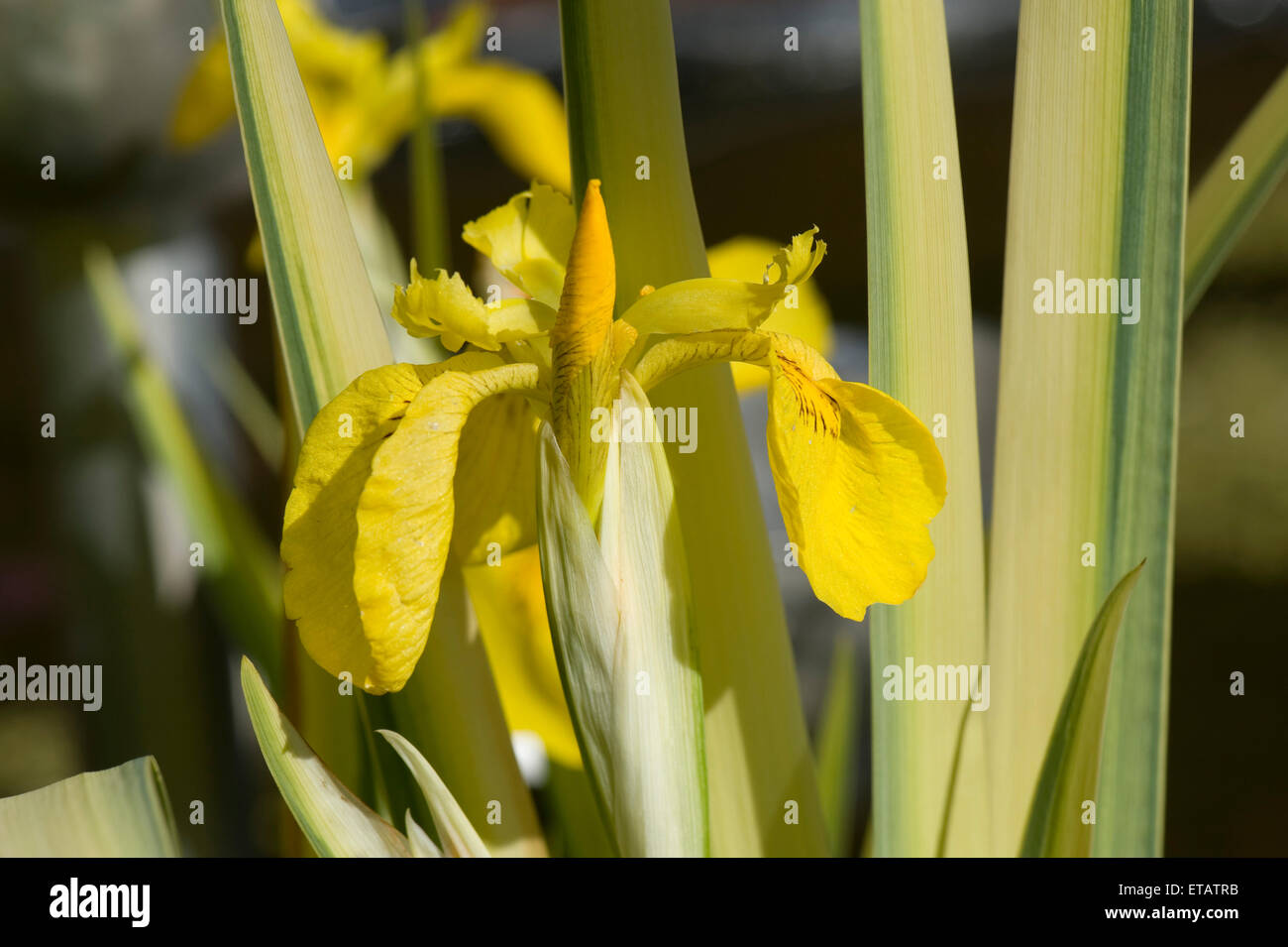 Feuilles panachées et fleur sur drapeau jaune iris, Iris pseudocorus variegata plante rhizomateuse, marginal, Berkshire, juin Banque D'Images