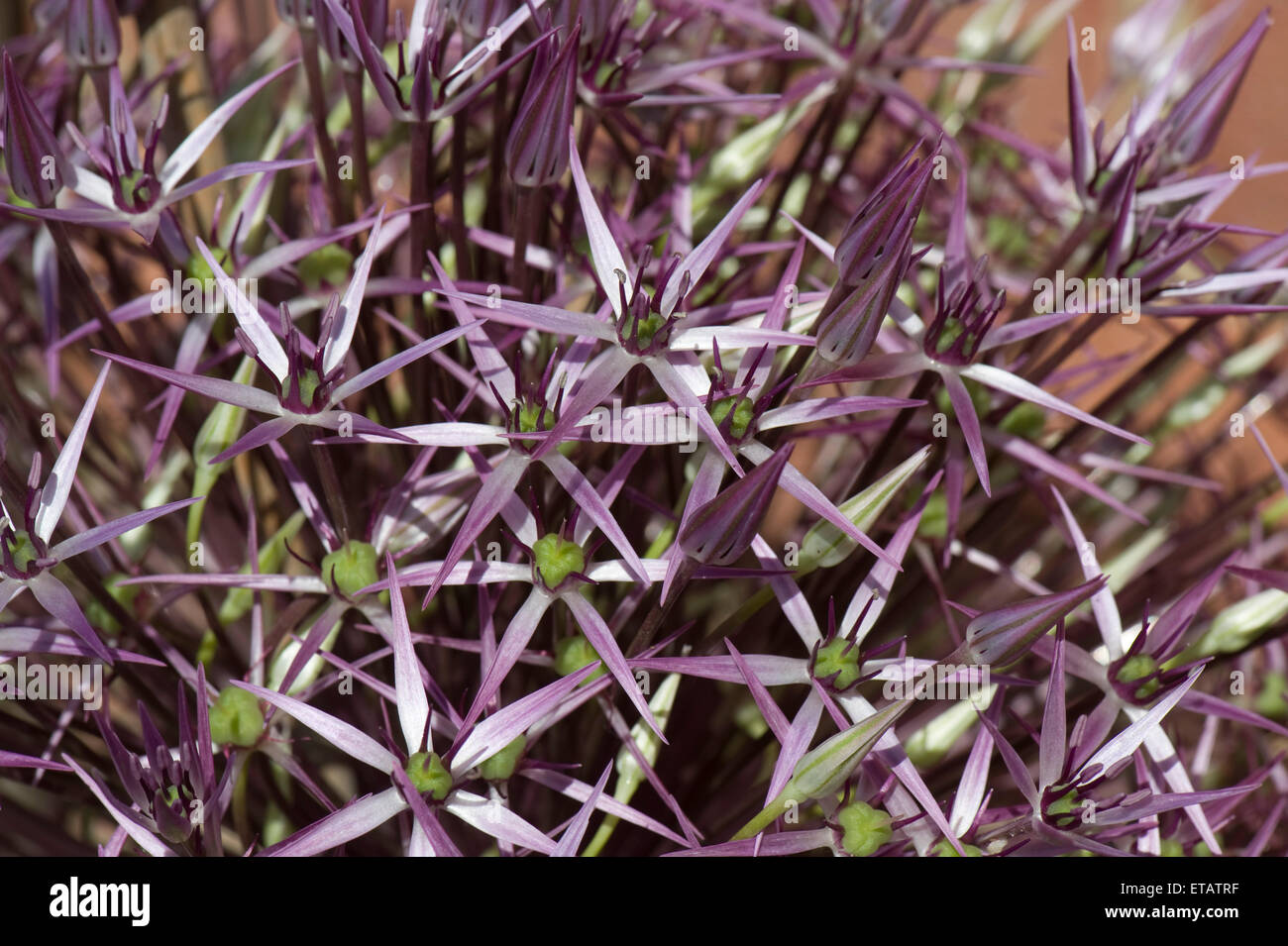 Fleurs en forme d'étoile de l'Allium cristophii ou étoile de Perse, fleurs lilas pourpre irridescent Banque D'Images