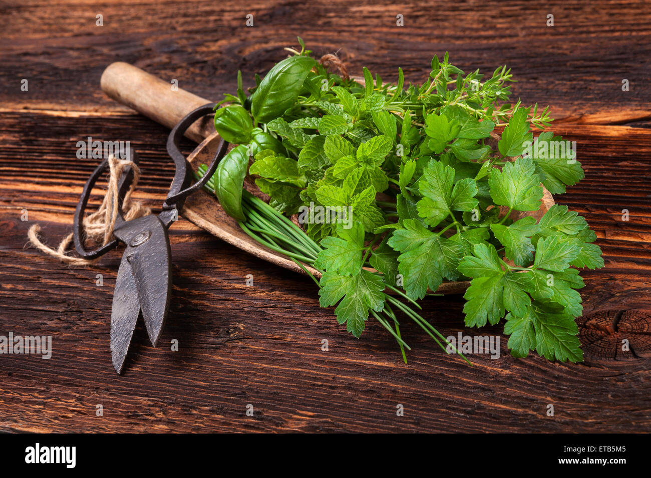 Les herbes aromatiques diverses. Le thym, la marjolaine, le basilic, la menthe, la ciboulette et le persil sur la cuillère en bois, avec de vieux ciseaux sur vieux brow Banque D'Images