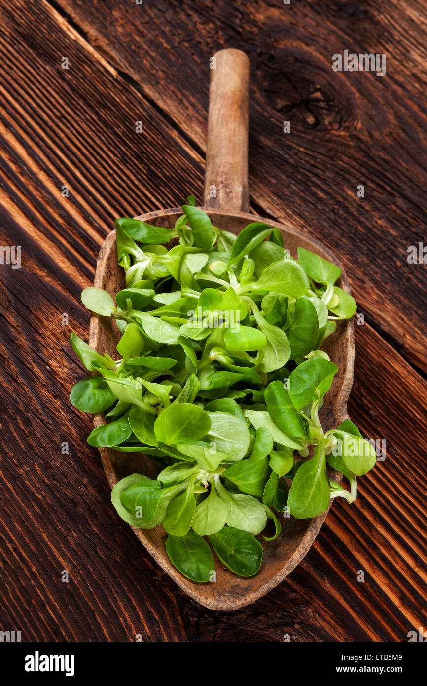 Champ vert frais sur salade vieille cuillère en bois sur fond de bois vintage rustique. Salade fraîche, vintage style rustique de pays de droit Banque D'Images