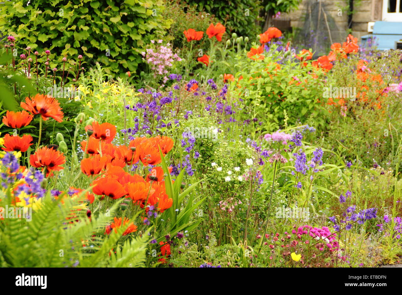 Un Chalet jardin border ponctuées par des coquelicots, aquilegias oriental et de fougères s'épanouit dans le Peak District, Derbyshire, Royaume-Uni Banque D'Images
