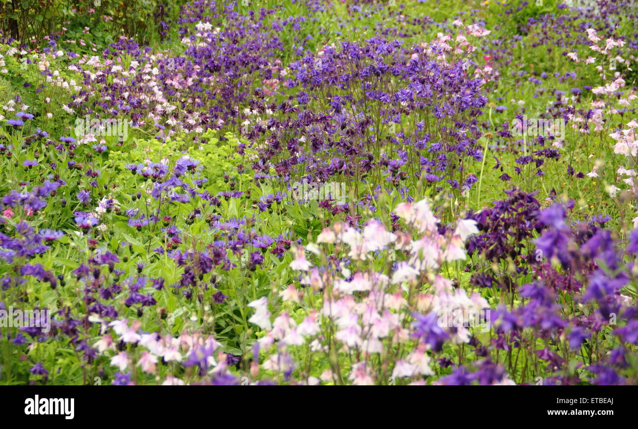 Bleu et violet (aquilegias ancolies) s'épanouir dans les galeries dans un chalet jardin dans le Peak District, Derbyshire, Angleterre Royaume-uni UE GO Banque D'Images