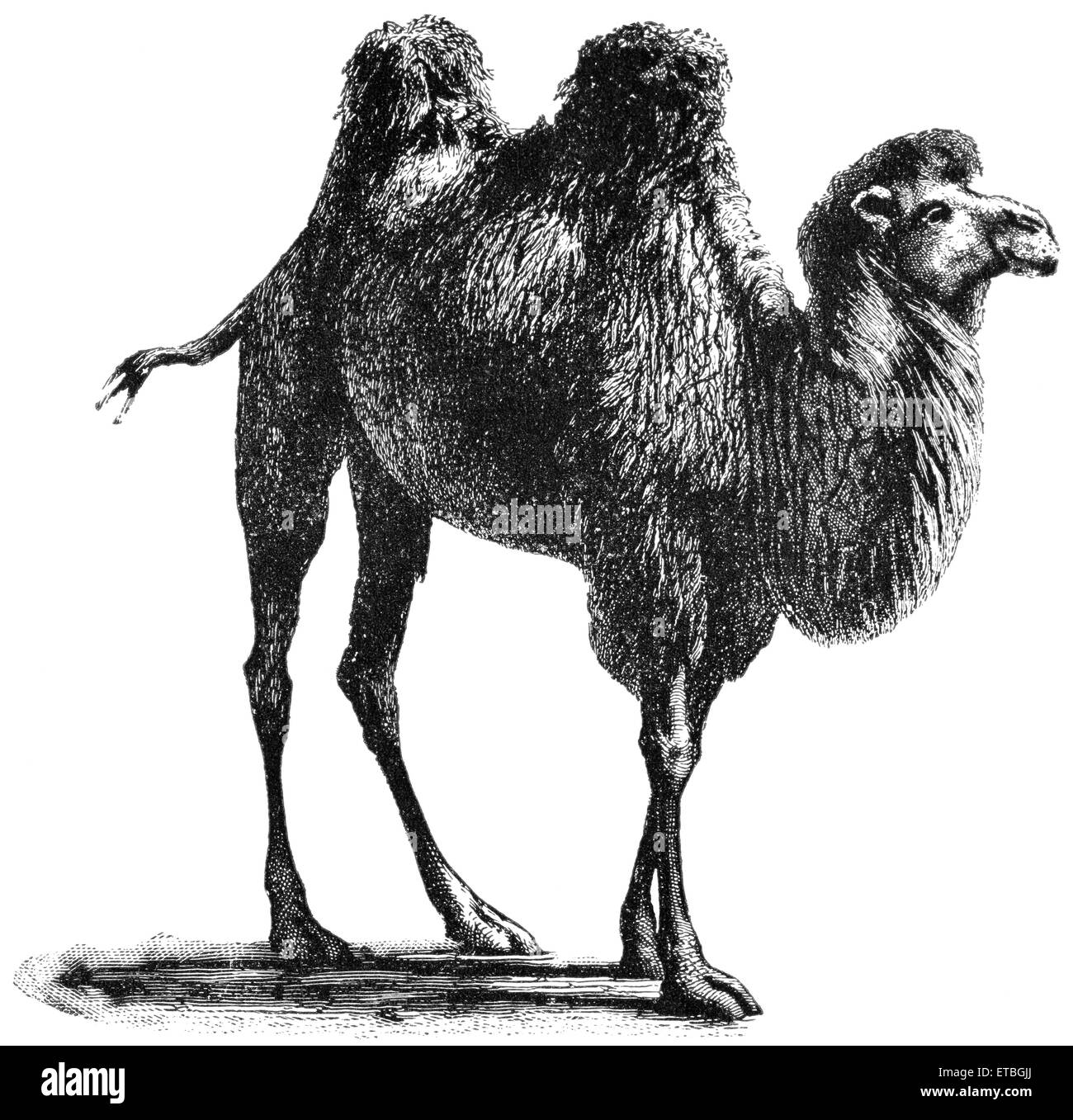 Chameau de Bactriane, l'Asie centrale, portefeuille de 'Classique', transporteurs primitive par Marshall M. Kirman, World Railway Publ. Co., Illustration, 1895 Banque D'Images