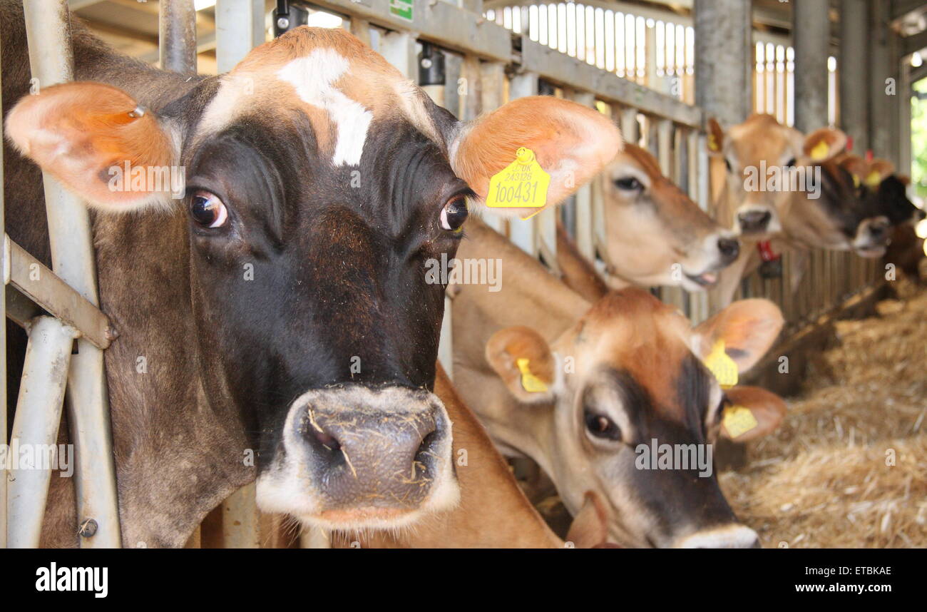 Vaches de Jersey dans une grange d'alimentation à un journal ferme dans le parc national de Peak District Derbyshire UK Banque D'Images