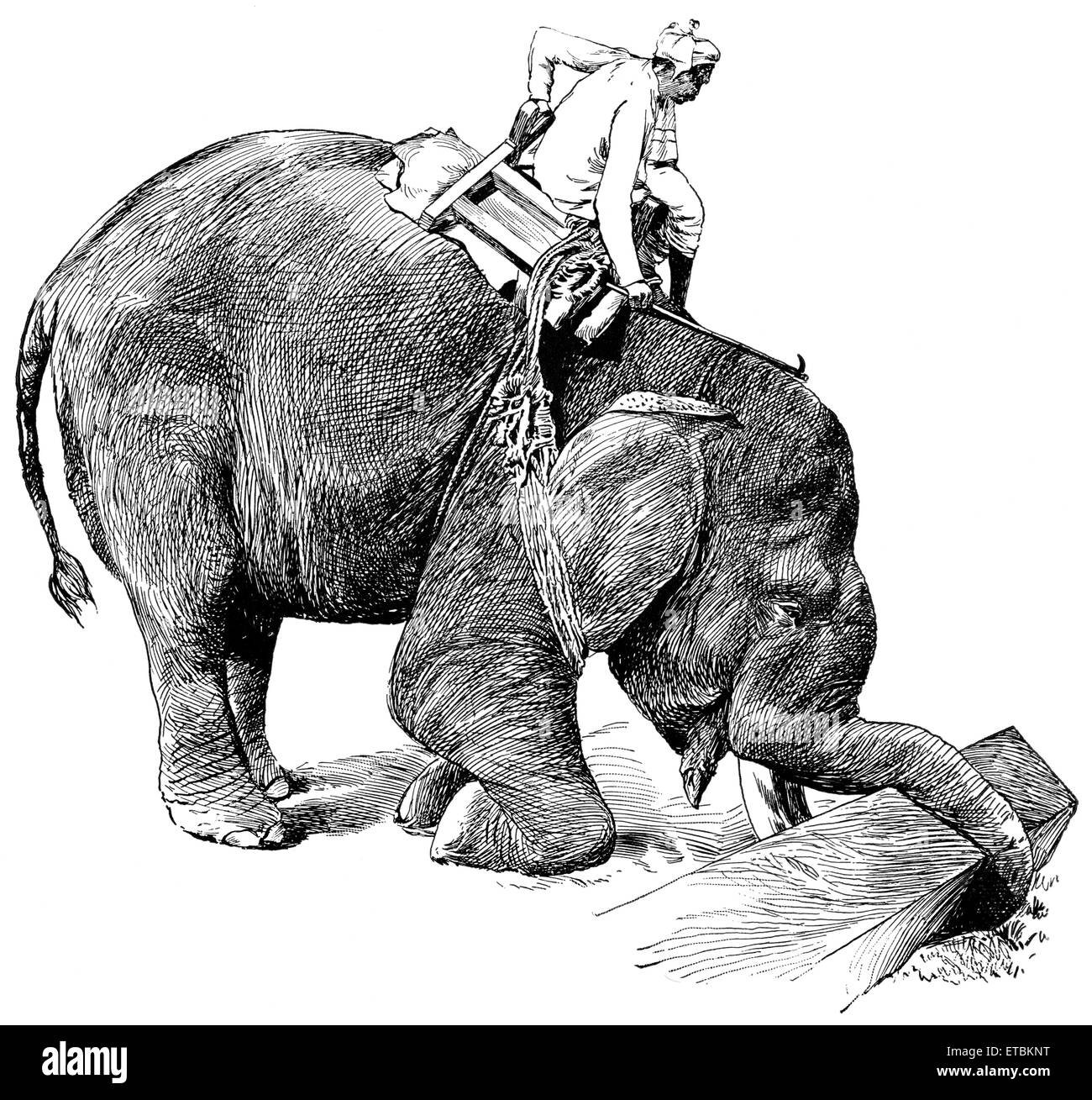 Elephant ramasser le bois, Rangoon, Birmanie, portefeuille de 'Classique', transporteurs primitive par Marshall M. Kirman, World Railway Publ. Co., Illustration, 1895 Banque D'Images