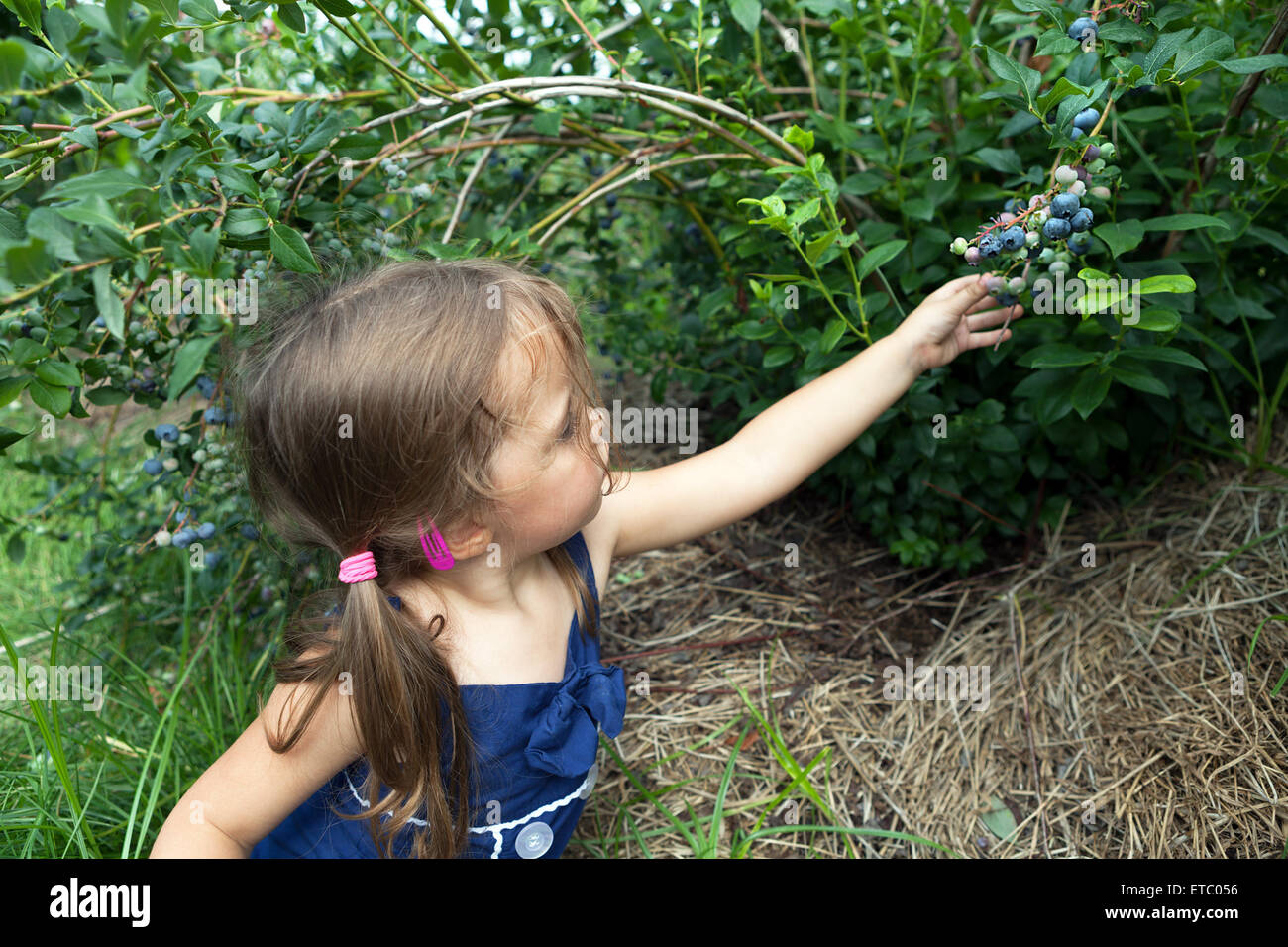Little Girl Picking Blueberries Banque D'Images
