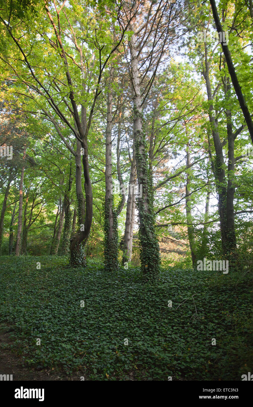 Arrière-plan de la forêt verte scènes quotidiennes Banque D'Images