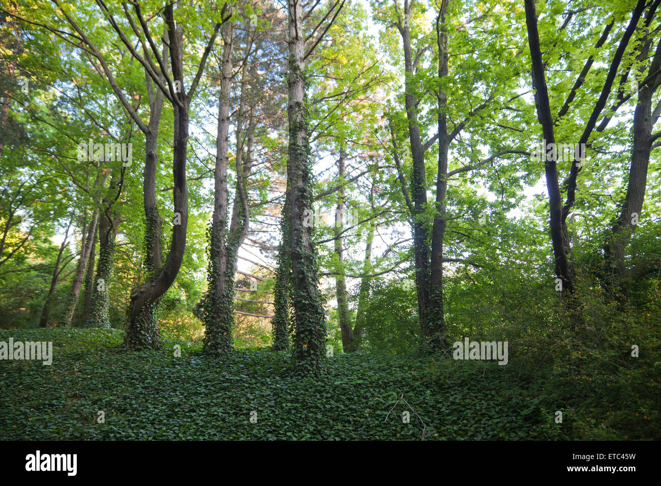 Arrière-plan de la forêt verte scènes quotidiennes Banque D'Images