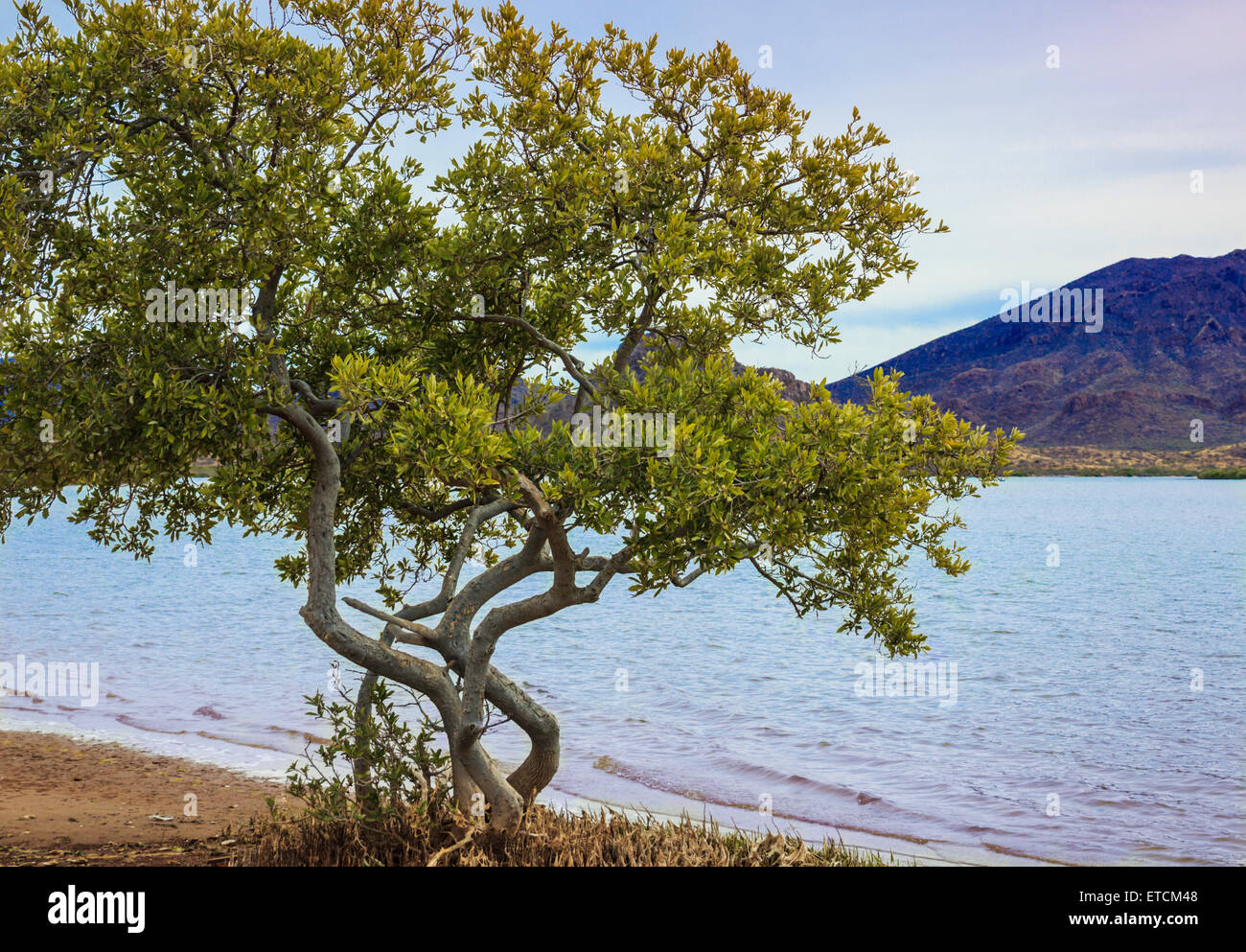 L'ombre du désert arbre originaire de désert de Sonora du Mexique et l'Arizona Banque D'Images