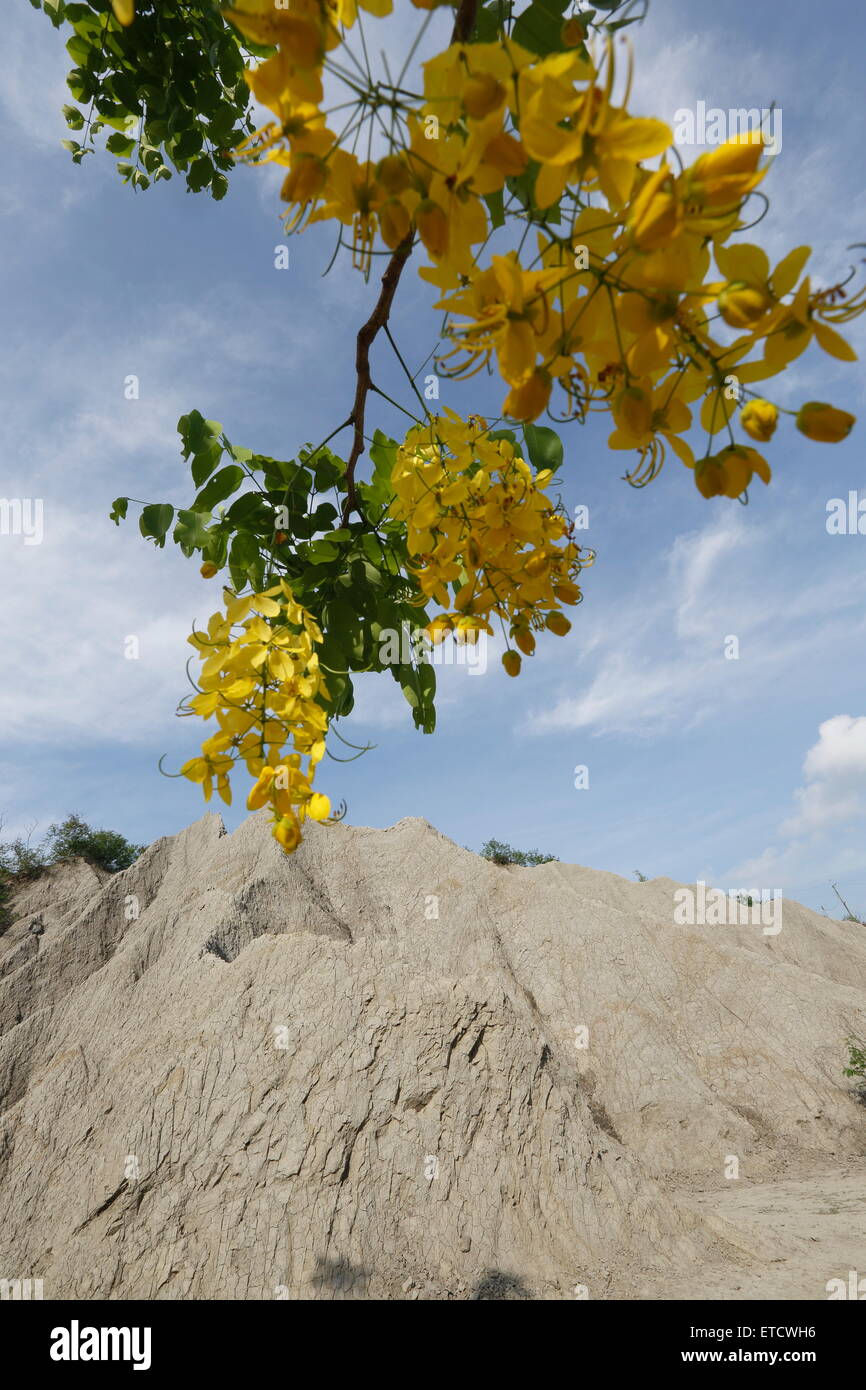 Fleurs de douche Golden Tree Banque D'Images