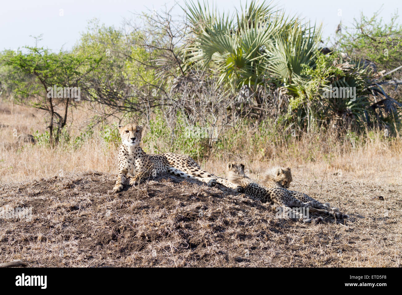 Femme guépard avec deux oursons à Phinda Private Game Reserve, Afrique du Sud Banque D'Images