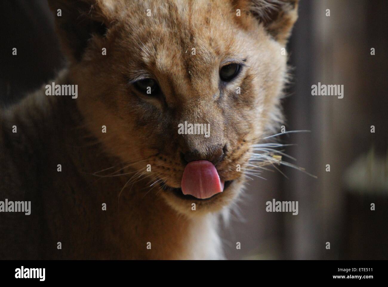 Trois mois des lionceaux sans nom sont affichés à la presse à la Varna Zoo, dans la ville côtière de Varna dans le nord-est de la capitale bulgare Sofia. Après la mère du lion, Cosara a donné naissance à la trois bébés il y a maintenant un total de six lions dans le zoo. Fonctionnaires au zoo a lancé un appel au public pour l'adoption des trois oursons. Homme d'affaires local, Rosen Markov a désormais adopté les lions et a dit qu'il va baptiser le felines Vladimir Poutine, Barack Obama et Angela Merkel. Markov espère maintenant que plus de touristes vont commencer à visiter le Zoo de Varna afin qu'ils puissent prendre une avec le chat selfies Banque D'Images