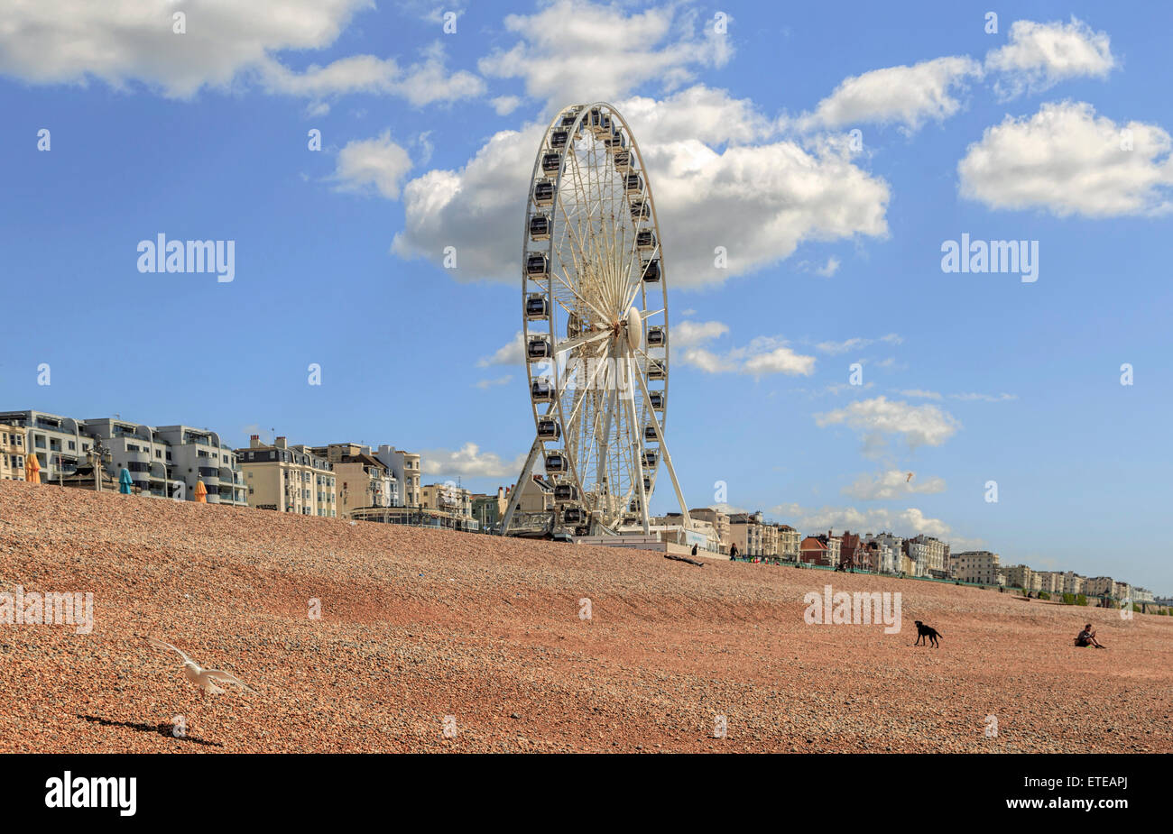 Vue sur la roue de Brighton (grande roue) sur une journée ensoleillée au printemps, le front de mer de Brighton, East Sussex, Angleterre, Royaume-Uni. Banque D'Images