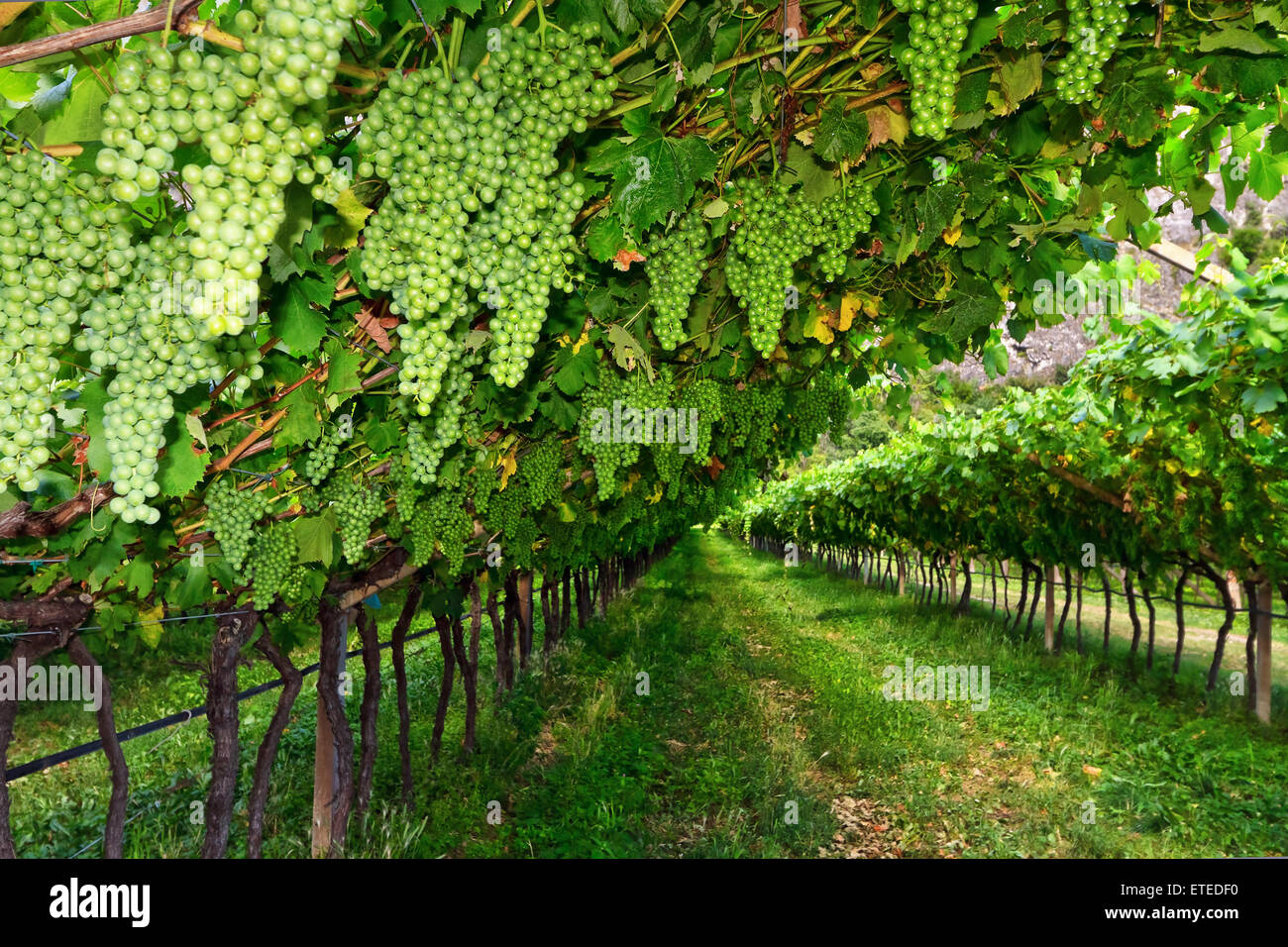Vignoble sur l'été dans le Trentin-Haut-Adige, Italie Banque D'Images