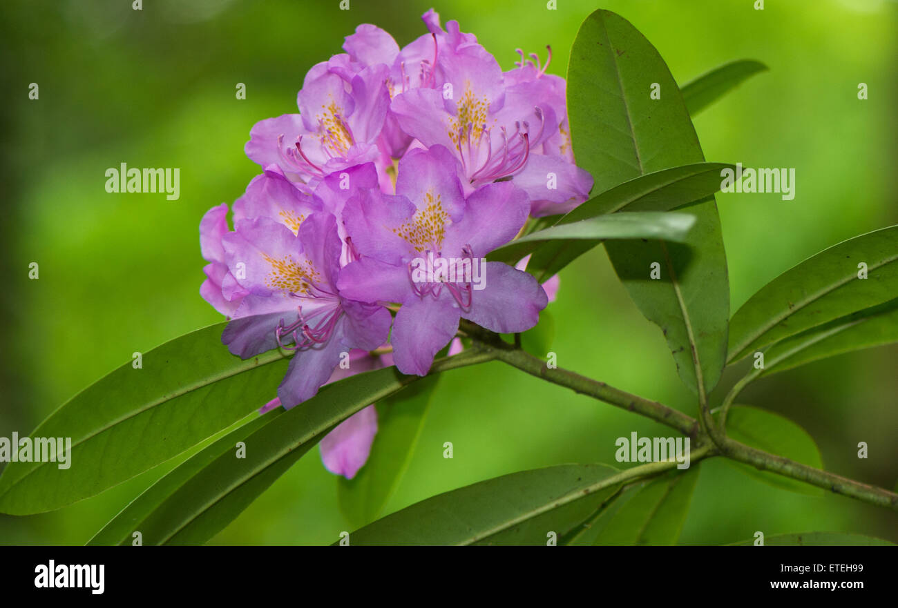 La fleur de la Wild Rhododendron un petit arbre ou un arbuste de la famille des bruyères Banque D'Images
