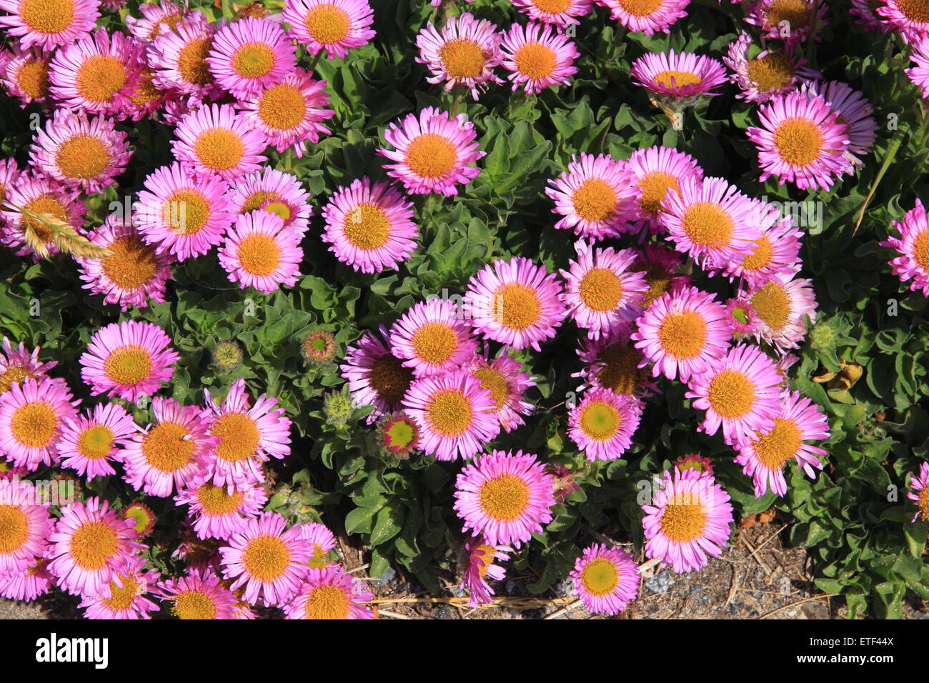 L'Erigeron glaucus ou brise de mer Banque D'Images