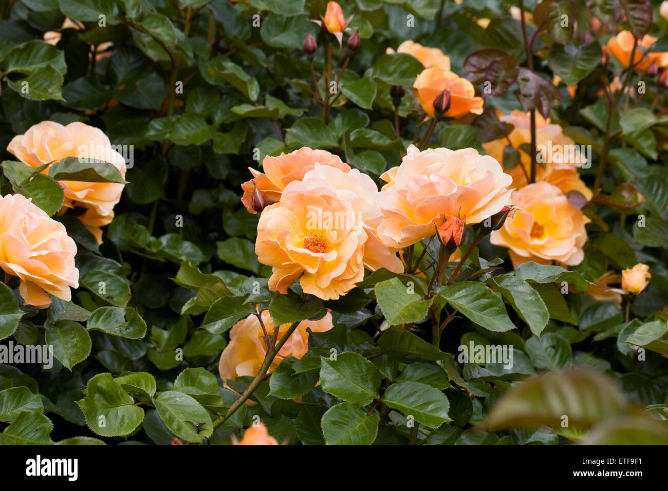 Rosa 'Harmode Allen Varenna'. Ambre d'or rose dans un jardin anglais. Banque D'Images