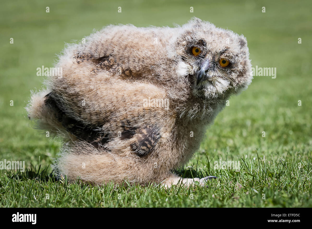 1 mois eagle owl chick debout sur l'herbe au niveau du sol à regarder l'appareil photo Banque D'Images