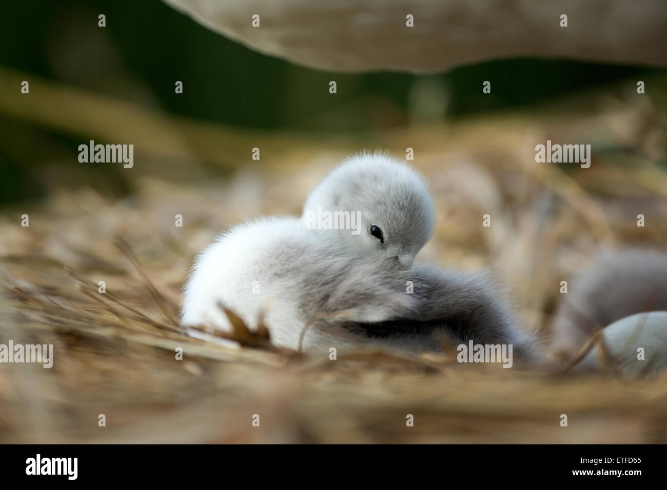 Mute Swan (Cygnus olor) cygnet éveillé sur le nid, alors que mère, se tient sur la protection Banque D'Images
