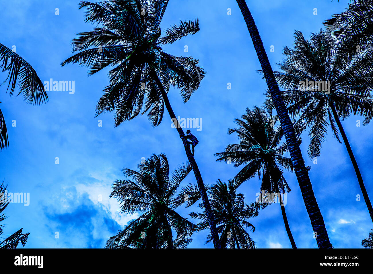 L'Asie. La Thaïlande. La mer d'Andaman. L'île de Koh Lanta. Klong Khong Beach. Un palmier escalade paysan à cueillir les noix de coco. Banque D'Images