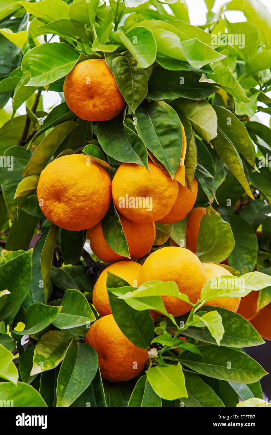 - Citrus aurantium arbre orange de Séville Banque D'Images