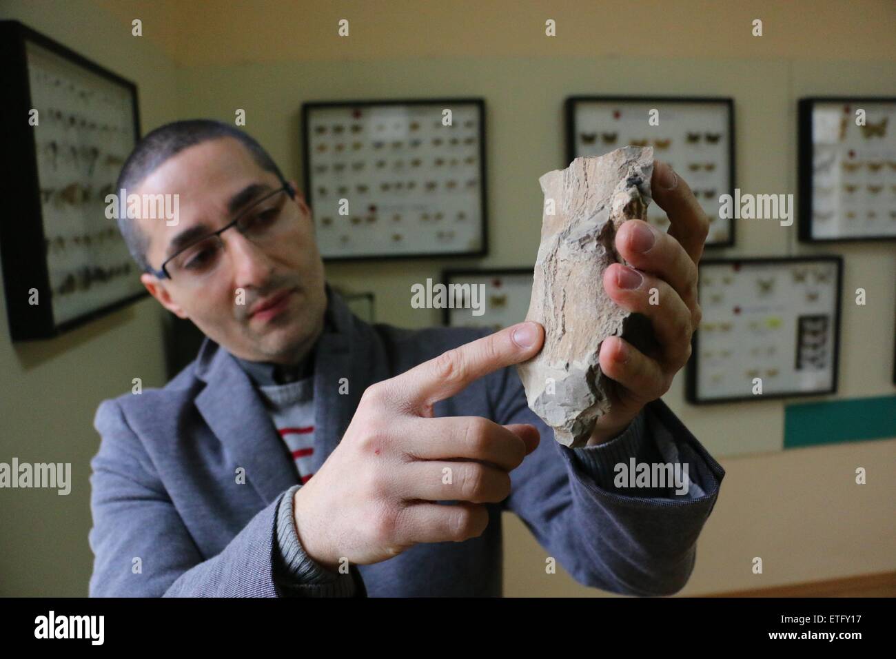 Stoyan Vergiev, un expert de Varna's Natural Science Museum, présente le cadre d'une vertèbre de baleine préhistorique. Le mammifère a vécu au cours du Miocène à environ 10-15 millions d'années auparavant, près de la ville bulgare de la mer Noire de Varna. Un rapport d'un passant a conduit à la découverte de la Vertèbre de baleine préhistorique il y a environ un mois. Les marées de la mer détruit certains des fossiles. Le manque de moyens du crâne la baleine des espèces particulières ne peuvent être identifiés même s'il peut être dit que la créature de la mer appartenait à genre Cetotherium. La longueur estimée de la baleine est de 2,5 mètres. Les baleines de ce genre pesait ar Banque D'Images