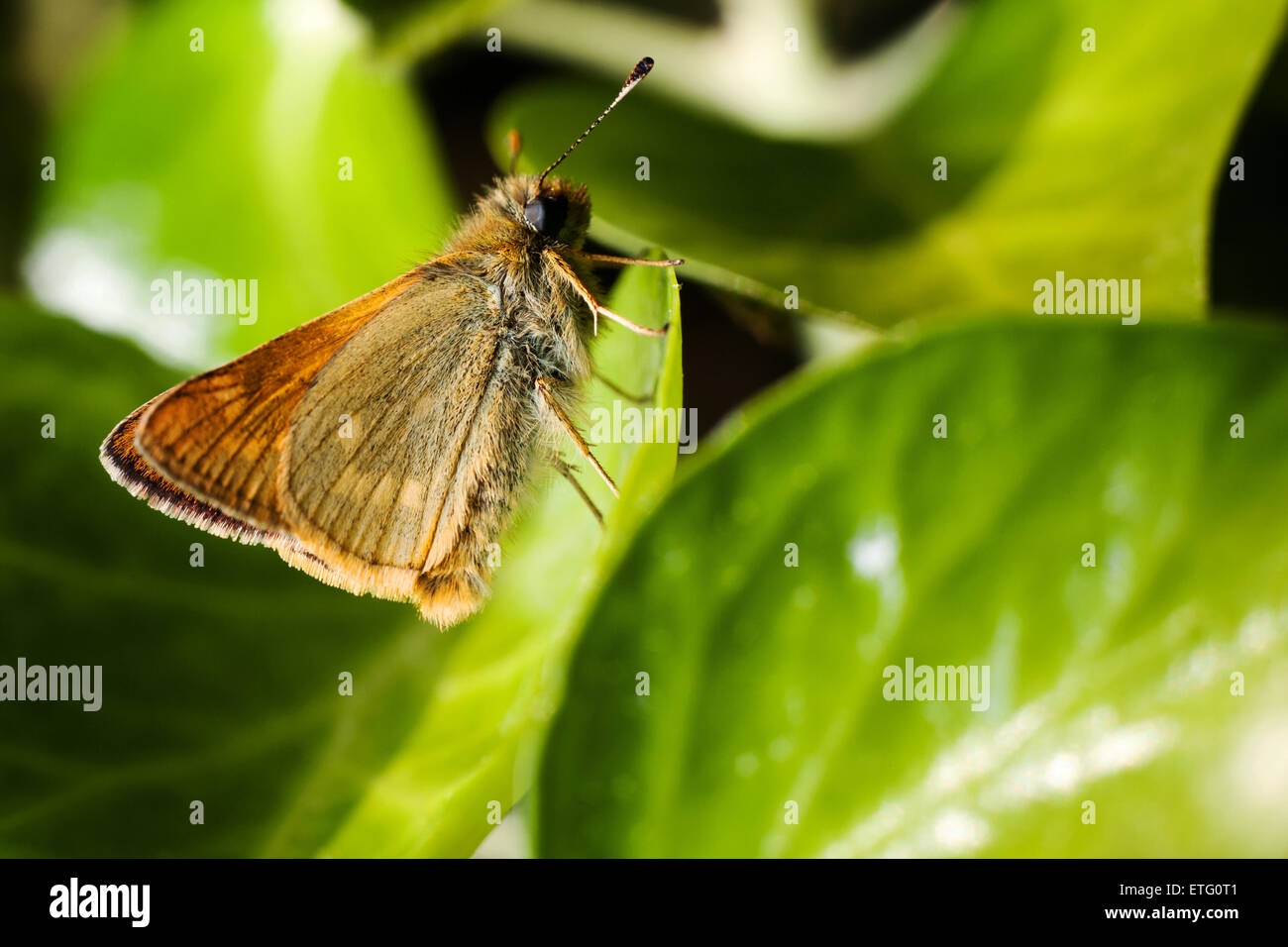 Petit patron papillon sur Ivy prises dans Gwithian, Cornwall Banque D'Images