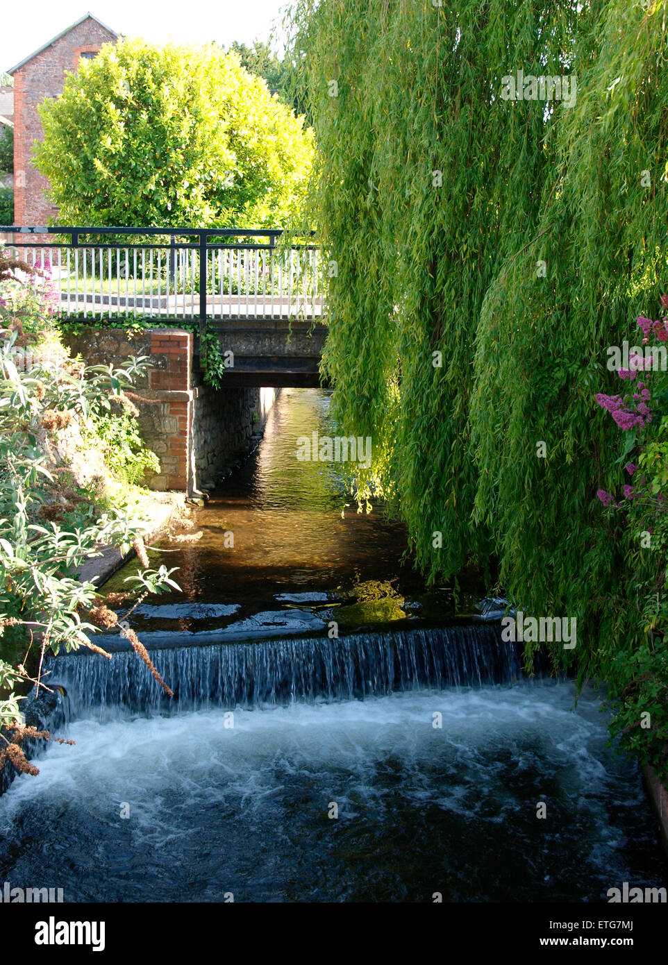 Saule pleureur suspendues sur la rivière Washford à Watchet, Somerset, UK Banque D'Images