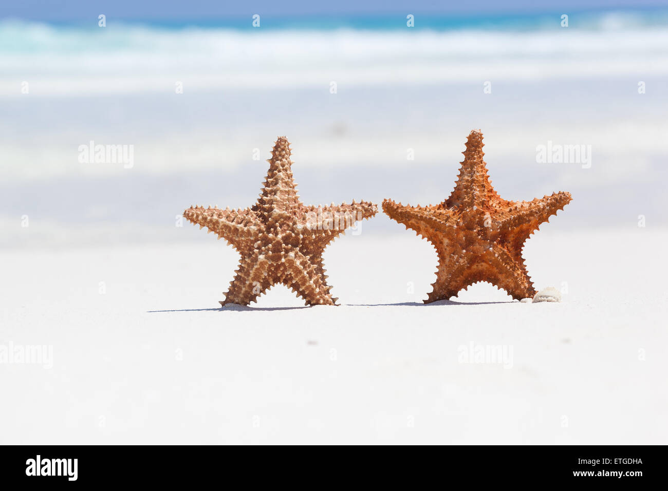 Deux étoiles de mer sur une plage de sable brun, copyspace pour votre texte Banque D'Images Deux étoiles de mer sur une plage de sable brun, copyspace pour votre texte Banque D'Images