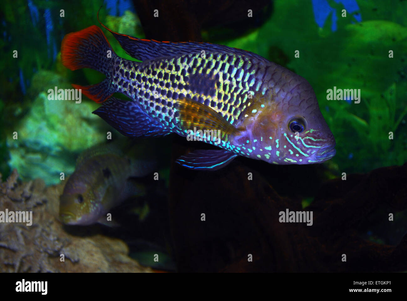 Poissons d’aquarium Banque D'Images