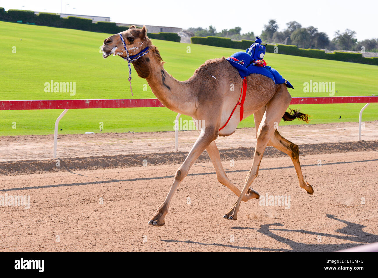 Les courses de chameaux sur Al Wathba race track à Abu Dhabi, Émirats arabes unis Banque D'Images