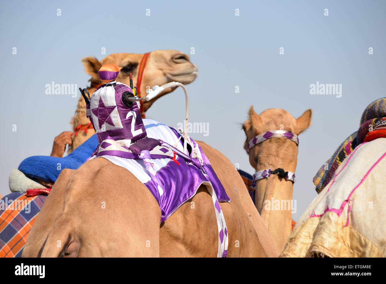 Jockey téléguidé sur un chameau avant une course à Abu Dhabi Banque D'Images