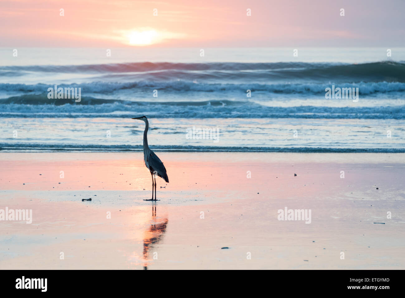 Grand Héron pose au milieu des belles couleurs de l'aube à Jacksonville Beach, Florida, USA. Banque D'Images