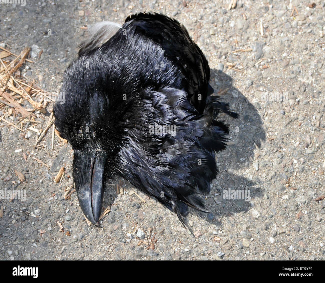 Dead Grand Corbeau, Corvus corax, Californie Banque D'Images