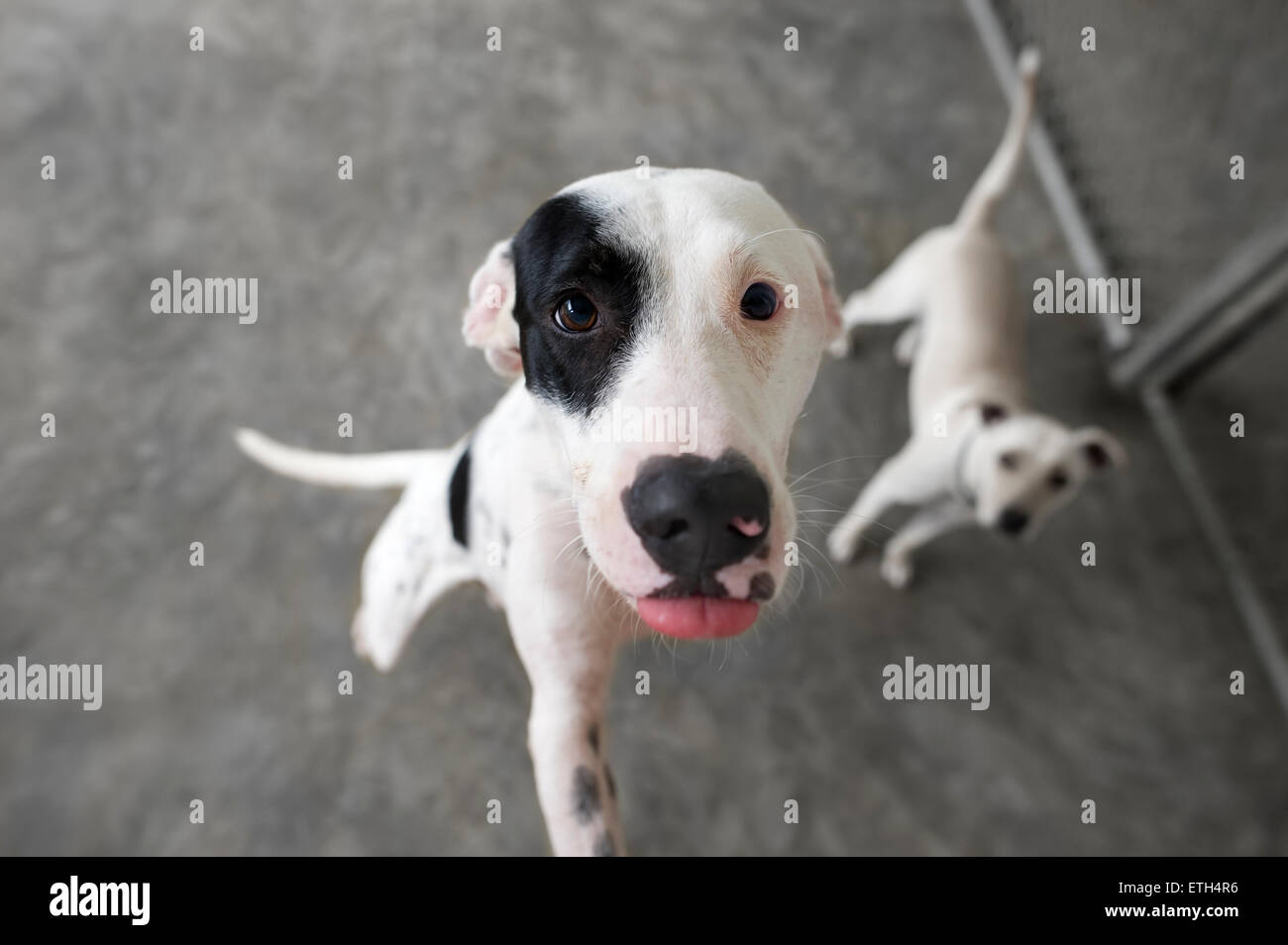 Chien à la recherche indique sa langue maternelle avec un mignon avec son ami en regardant en arrière-plan. Banque D'Images