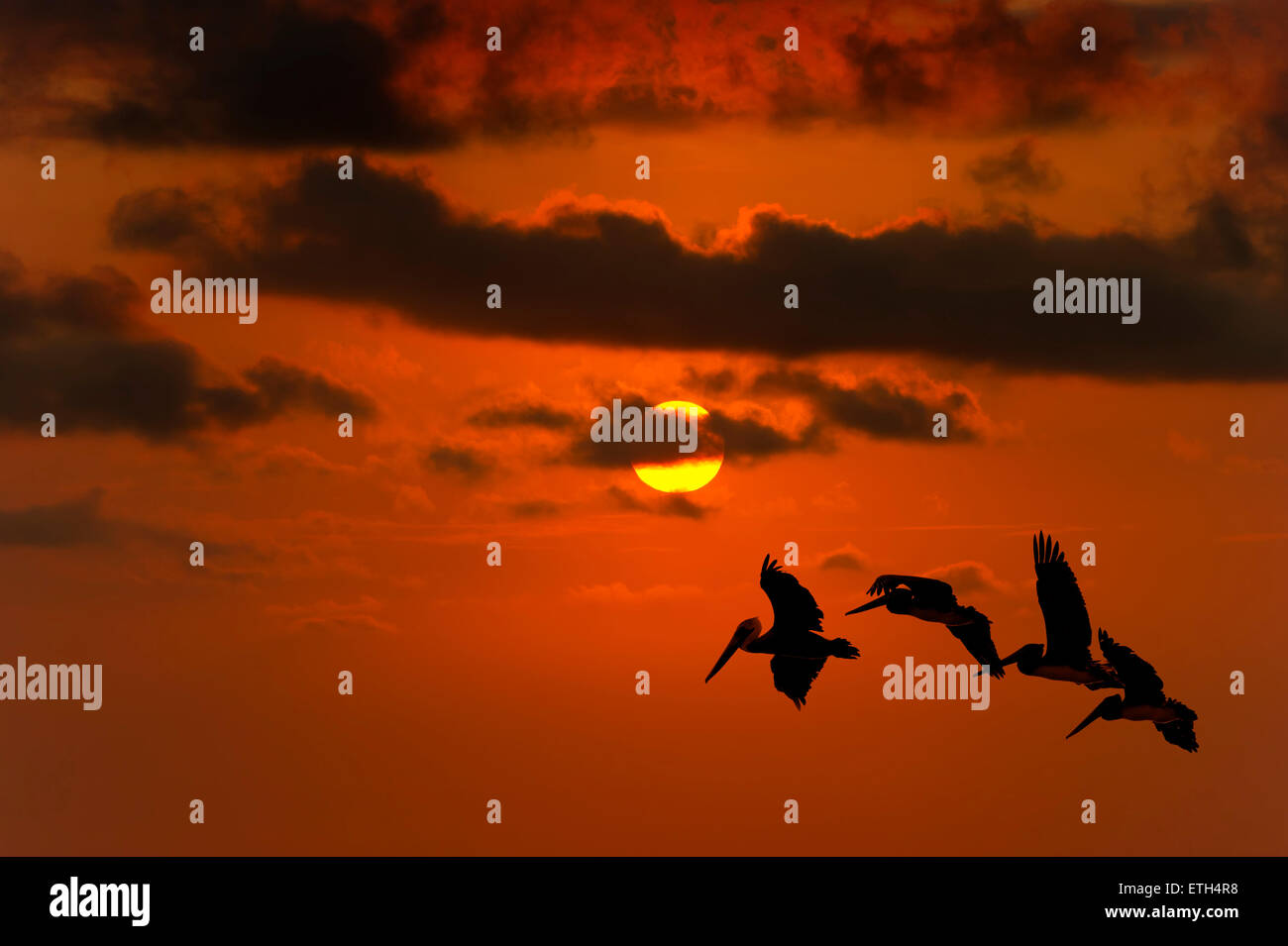 Oiseaux qui volent haut dans le ciel dans le ciel et d'un jaune vif et orange soleil ciel rougeoyant dans l'arrière-plan. Banque D'Images