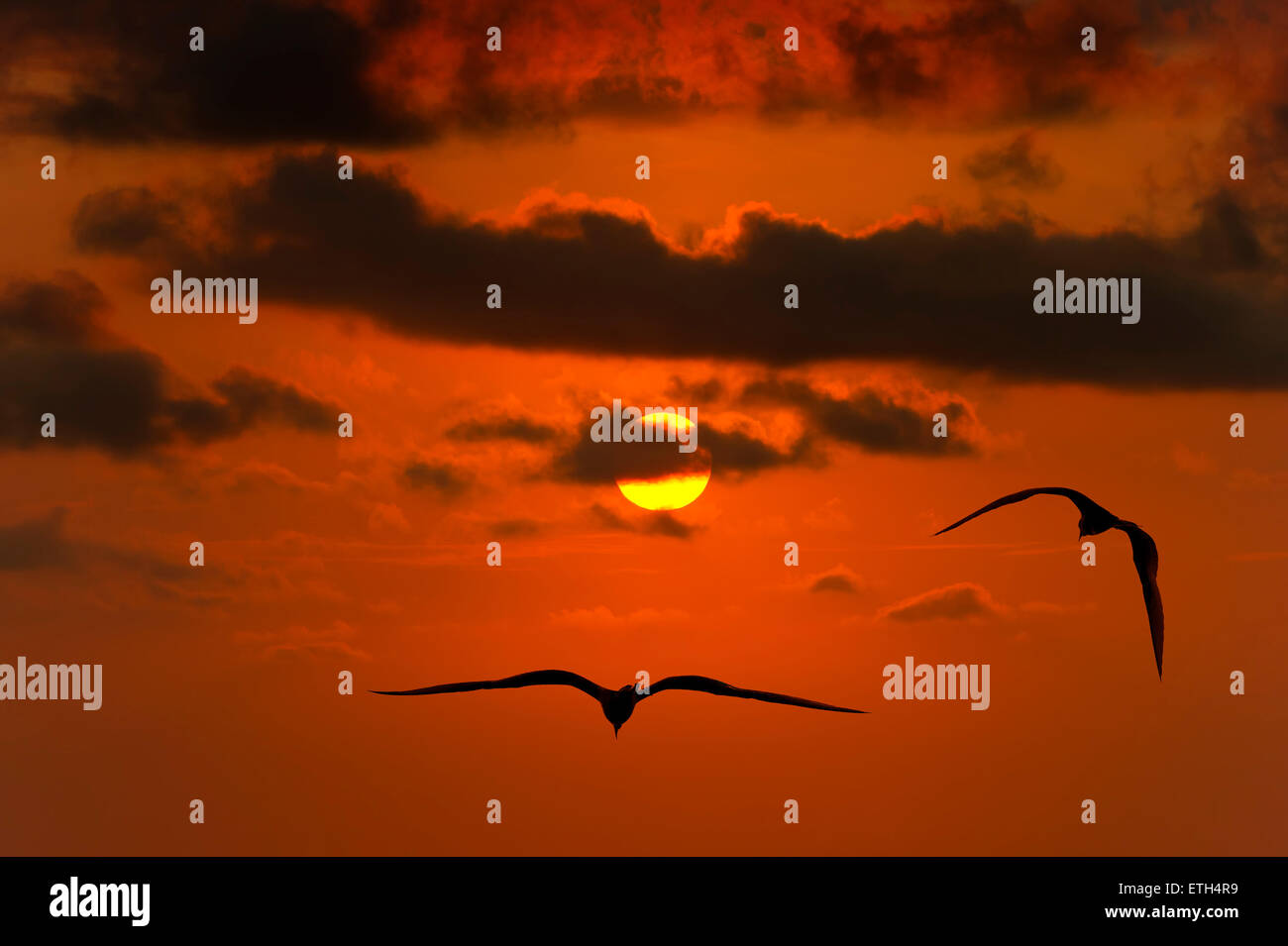 Silhouette oiseaux volant haut dans le ciel dans le ciel et d'un jaune vif et orange soleil ciel rougeoyant dans l'arrière-plan. Banque D'Images