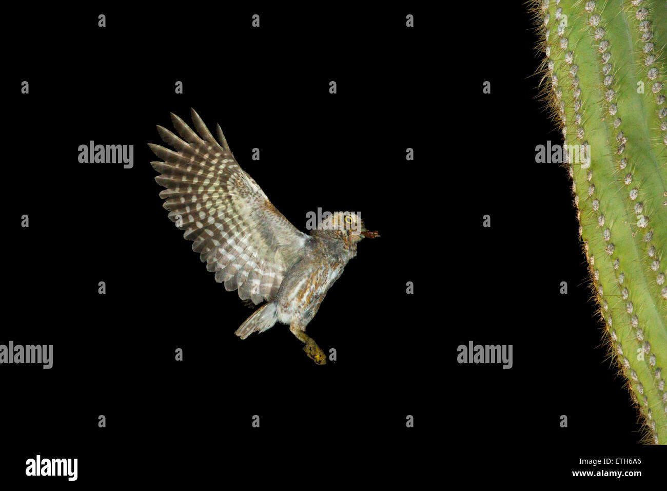 Owl Micrathene whitneyi Elf Tucson, comté de Pima, Arizona, United States 9 juin vol adultes à nid de Saguaro cactus Banque D'Images