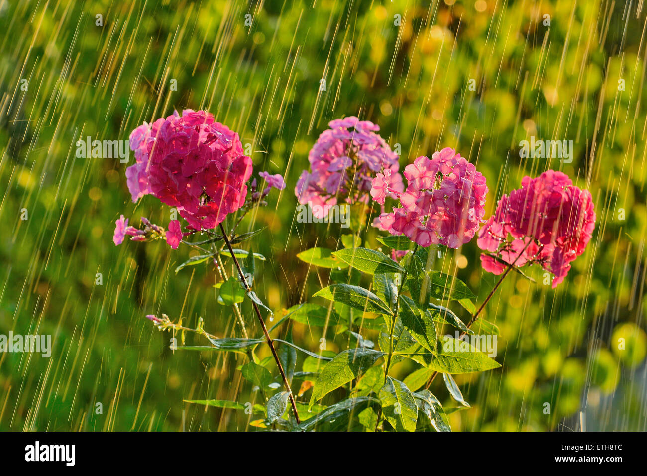 Pluie d'été et phlox Banque D'Images