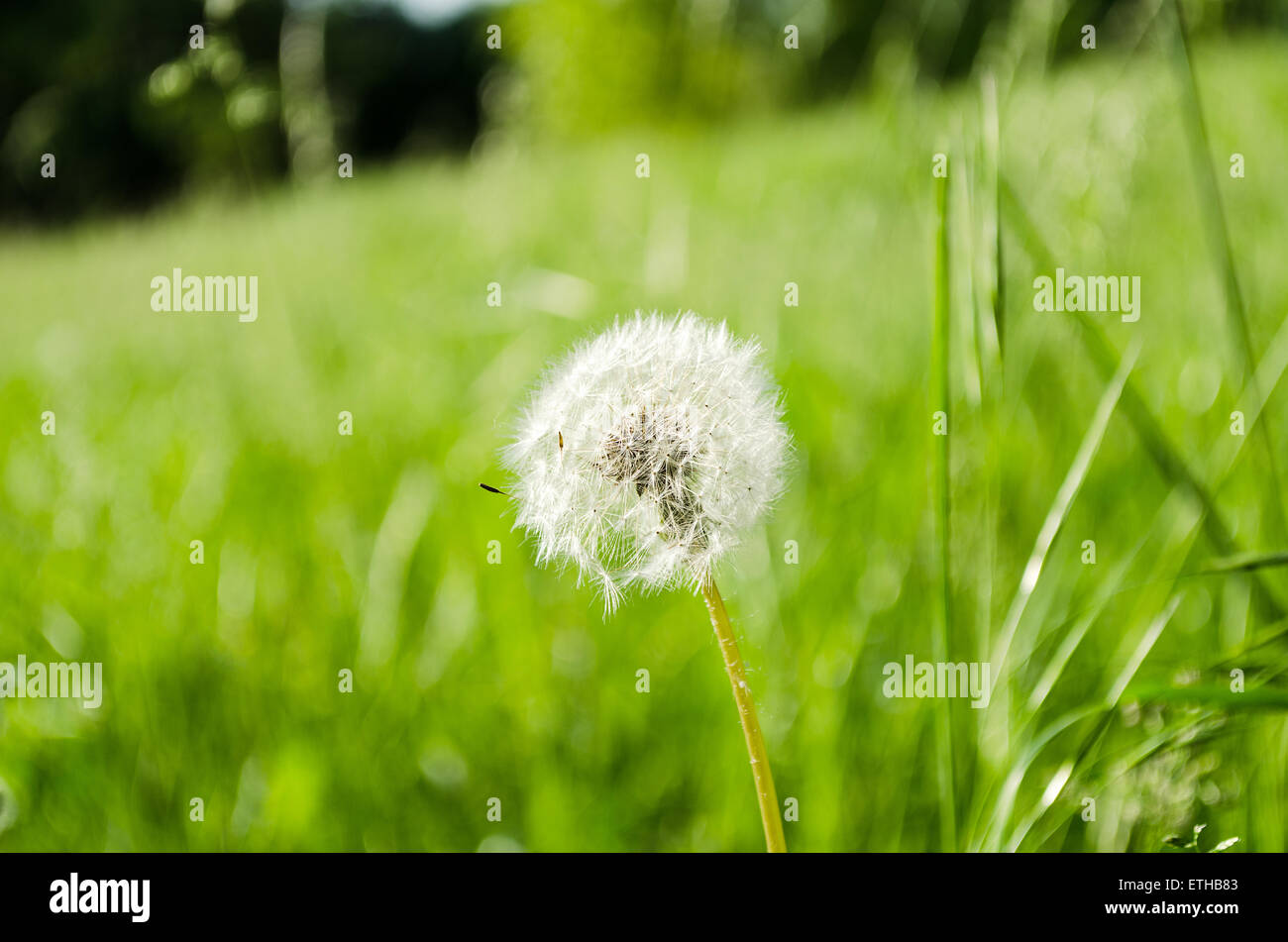 Pissenlit vert printemps sur fond naturel Banque D'Images