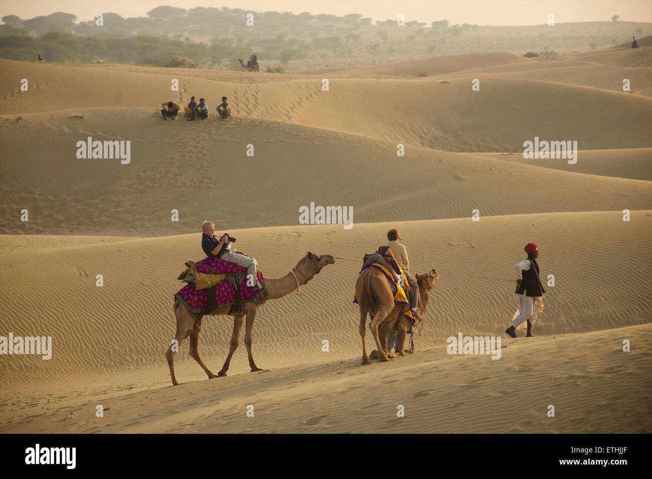 En chameau dans le désert de Thar à Sam, Rajasthan, Inde Banque D'Images