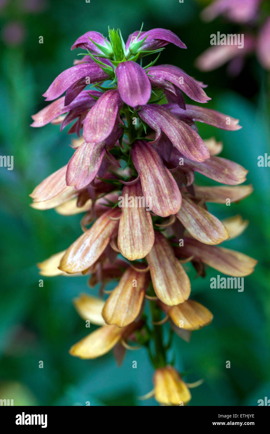 Isoplexis canariensis, île des Canaries Foxglove Banque D'Images