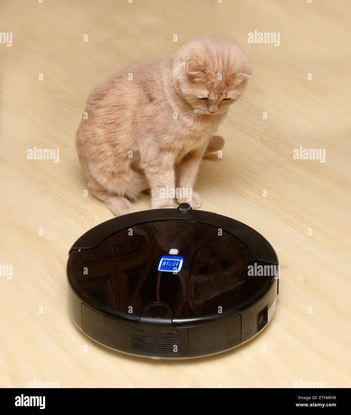 Aspirateur Robot sur le sol avec un chat surpris Photo Stock - Alamy