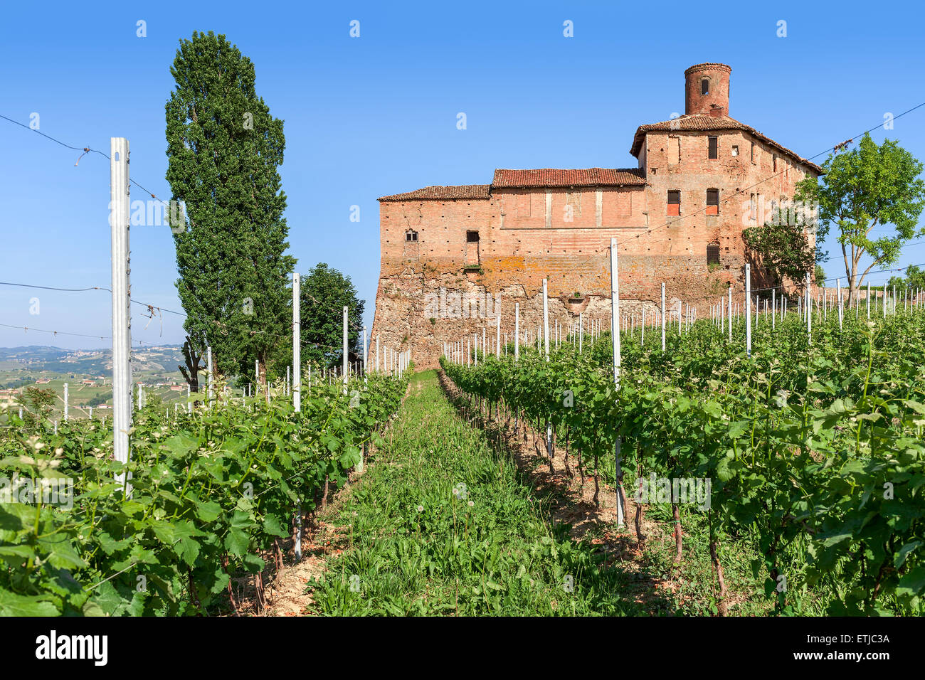 Château médiéval et rangée de vignes vertes sous ciel bleu en Piémont, Italie du Nord. Banque D'Images