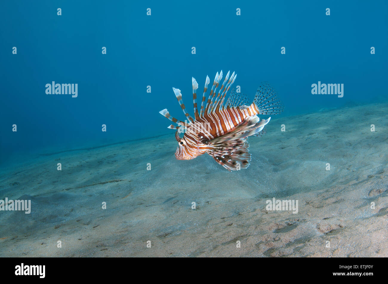Poisson-papillon commun ou devil firefish (Pterois miles), mer Rouge, Marsa Alam, Egypte, Abu Dabab Banque D'Images