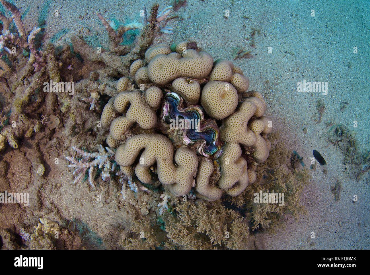 Des bénitiers (Tridacna gigas) dans le centre de stony coral, mer Rouge, Marsa Alam, Egypte, Abu Dabab Banque D'Images