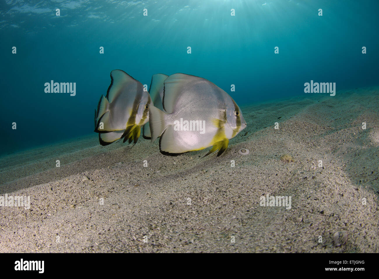 Platax teira ou petit platax (Platax teira) sur le fond de sable, mer Rouge, Marsa Alam, Egypte, Abu Dabab Banque D'Images