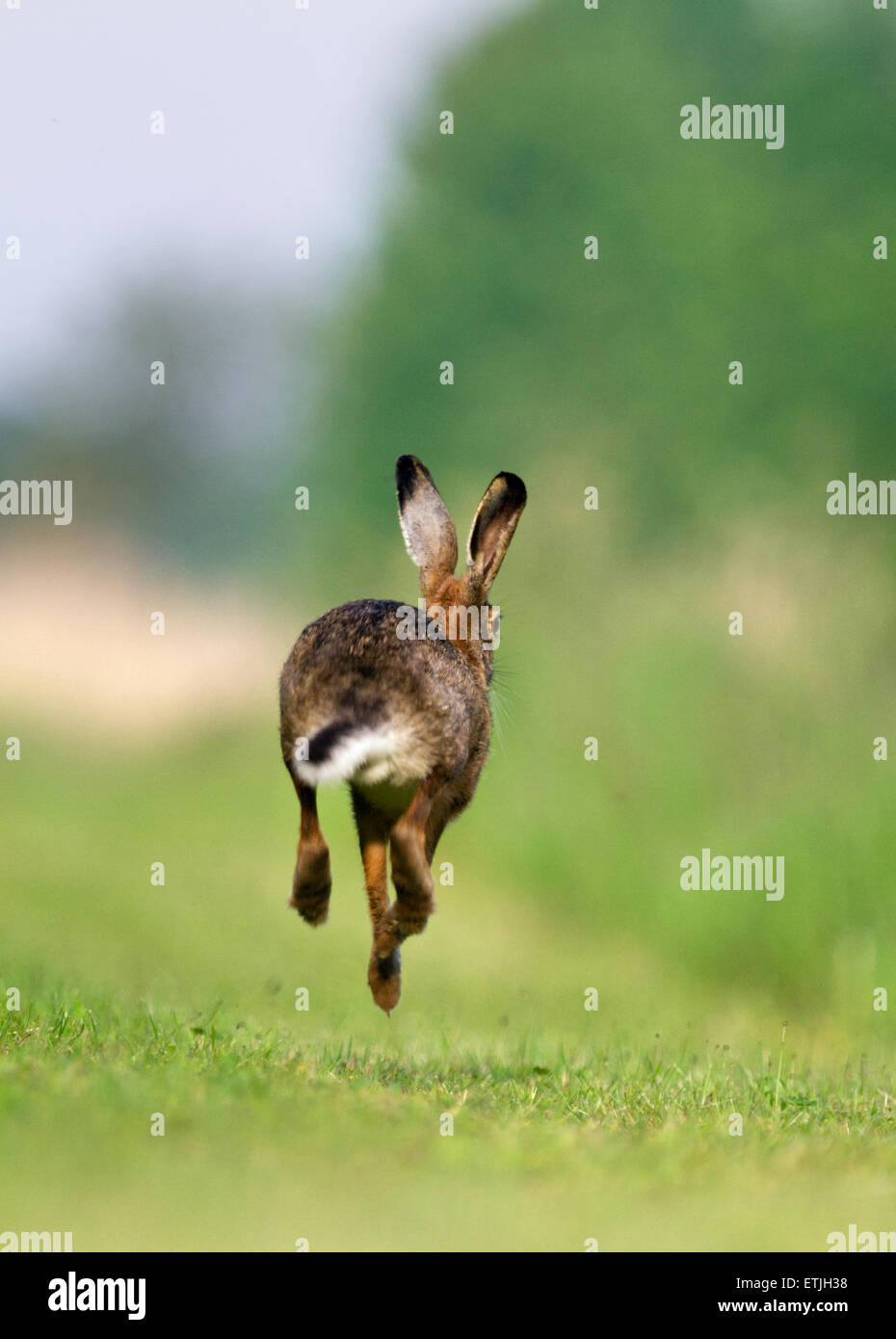 Un lièvre brun ou Jackrabbit, courir et sauter Banque D'Images