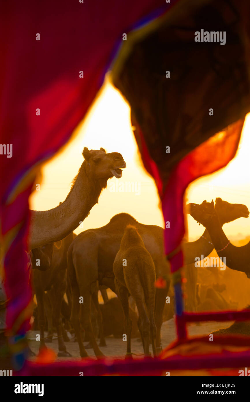 Des chameaux à travers la canopée encadrée d'un panier. Pushkar camel juste. Le Rajasthan, Inde Banque D'Images
